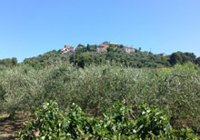 Gli ulivi di Liguria